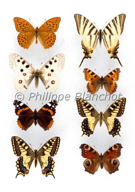 planche papillons france.JPG - De haut en bas et de gauche à droite :- Argynnis paphia (Tabac d'Espagne)- Iphiclides podalirius (Flambé)- Parnassius apollo (Apollon)- Aglais urticae (Petite Tortue)- Vanessa atalanta (Vulcain)- Papilio hospiton (Porte-Queue de Corse)- Papilio machaon (Machaon)- Inachis io (Paon du jour)Papillons de collection, France